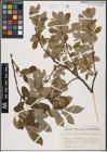 Foto von Salix aurita L. x Salix caprea L.